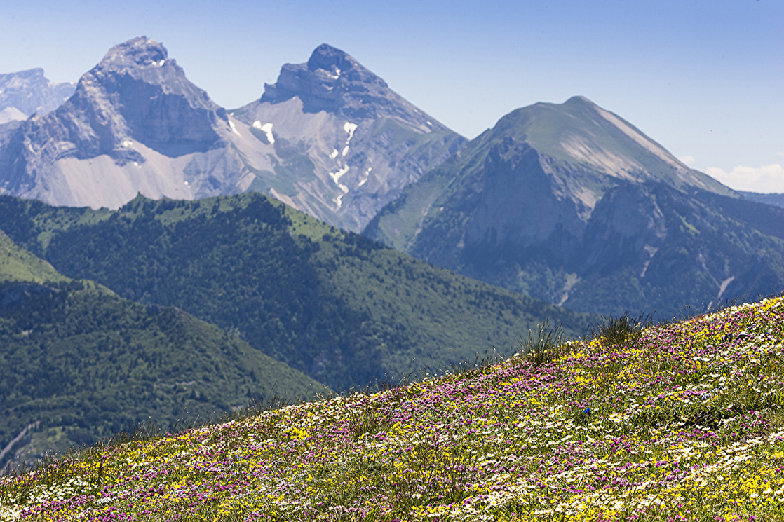 Flore alpine