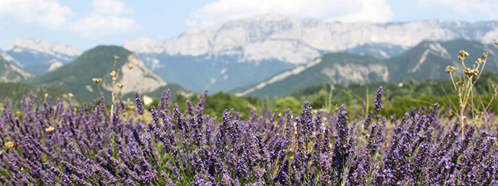 Lavande à Die