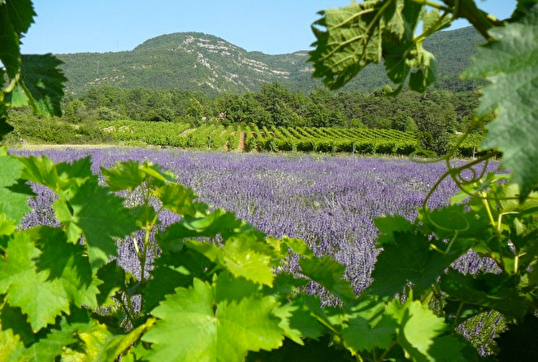 Vigne et lavande