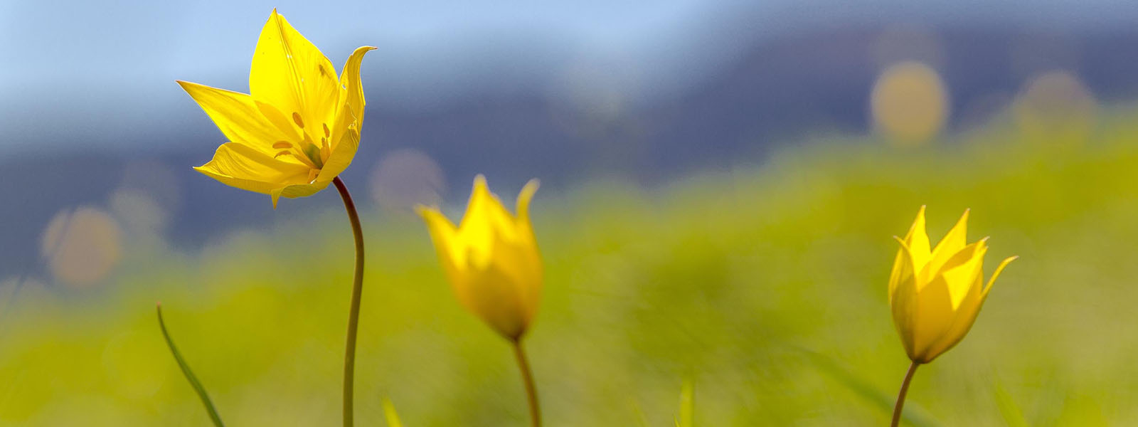 Tulipe