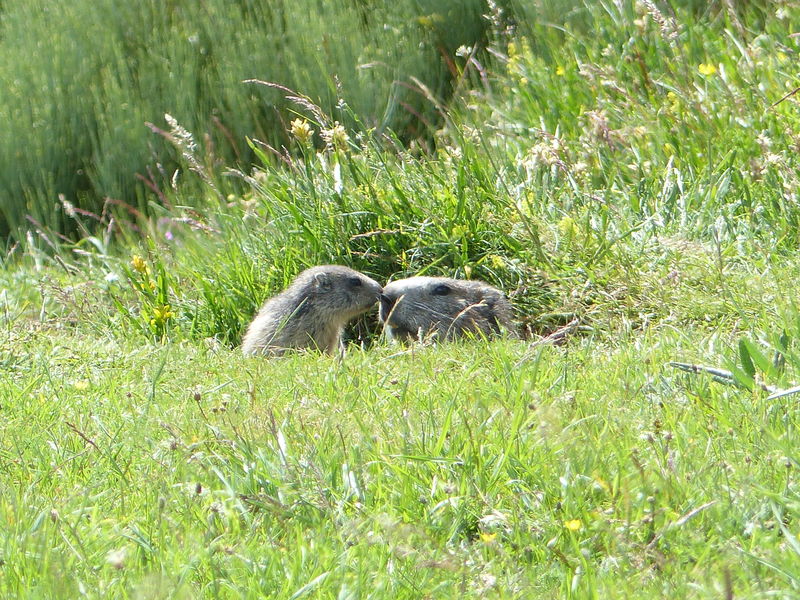 Couple de marmottes
